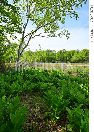 田代湿原 林床のコバイケイソウの群生 初夏の景色 群馬県 田代湿原 林床のコバイケイソウの群生 初夏の景色 群馬県 125846753