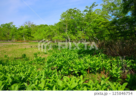 田代湿原　林床のコバイケイソウの群生　初夏の景色　群馬県　　　 125846754