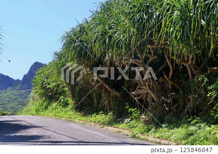 宇佐浜遺跡・周辺風景（沖縄県・国頭村） 125846847