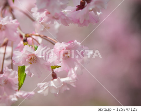 春の満開の枝垂れ桜のアップ写真 春の満開の枝垂れ桜のアップ写真 125847125