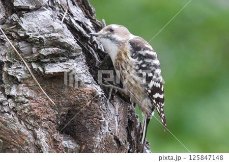木にとまるコゲラの横姿 125847148
