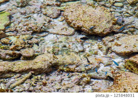 オセアニア・ポリネシアの島国ツバル 首都のフナフティ環礁フォンガファレ島の岩場の潮だまりに残った魚 オセアニア・ポリネシアの島国ツバル 首都のフナフティ環礁フォンガファレ島の岩場の潮だまりに残った魚 125848031