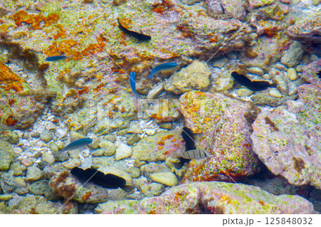 オセアニア・ポリネシアの島国ツバル　首都のフナフティ環礁フォンガファレ島の岩場の潮だまりに残った魚 125848032