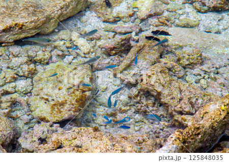 オセアニア・ポリネシアの島国ツバル 首都のフナフティ環礁フォンガファレ島の岩場の潮だまりに残った魚 オセアニア・ポリネシアの島国ツバル 首都のフナフティ環礁フォンガファレ島の岩場の潮だまりに残った魚 125848035