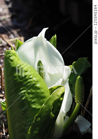 湿地に咲く水芭蕉の花 125848164