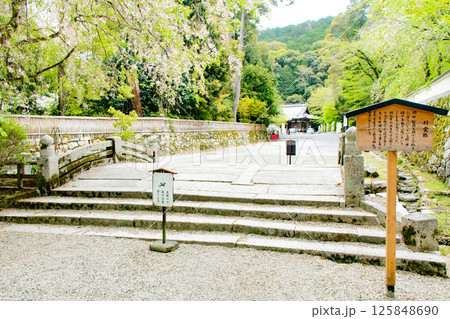 滋賀県大津市にある三井寺の青紅葉がきれいな村雲橋 125848690