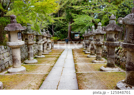 滋賀県大津市にある三井寺の青紅葉がきれいな庭園 滋賀県大津市にある三井寺の青紅葉がきれいな庭園 125848701