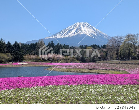 春の芝桜まつり 125848948