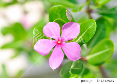 ludwigia adscendens , West Indian paeriwinkle or pink flower ludwigia adscendens , West Indian paeriwinkle or pink flower 125848983