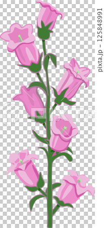 風鈴草插圖 風鈴草插圖 125848991