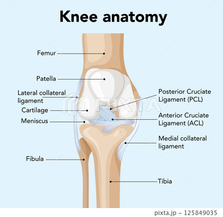 Detailed Knee Anatomy Vector Illustration Detailed Knee Anatomy Vector Illustration 125849035