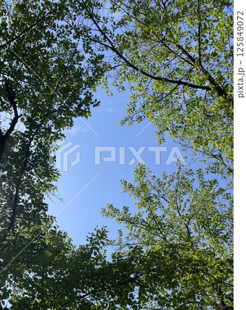 仏歯寺 ウッド 木材 125849072