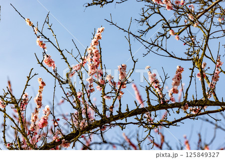 Gorgeous Cherry Blossom Tree Branches in Full Bloom Against a Clear Blue Sky Above Gorgeous Cherry Blossom Tree Branches in Full Bloom Against a Clear Blue Sky Above 125849327