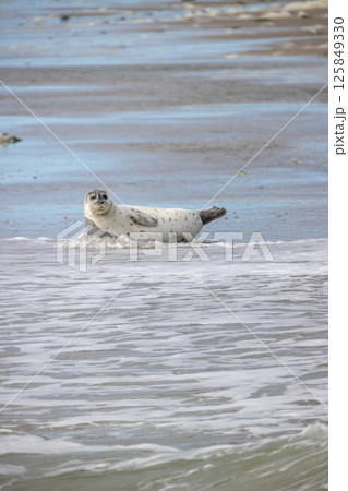 Eierland, De Cocksdorp, Texel, The Netherlands, Oktober 28th, 2024, Seal in Shallow Waters An 125849330