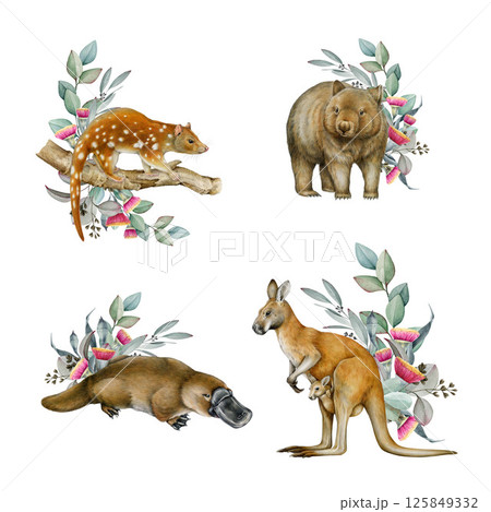 Australia native animals with floral decor watercolor illustration set. Hand drawn kangaroo, platypus, wombat, tiger quoll collection. Australian wildlife animals with eucalyptus decor set Australia native animals with floral decor watercolor illustration set. Hand drawn kangaroo, platypus, wombat, tiger quoll collection. Australian wildlife animals with eucalyptus decor set 125849332