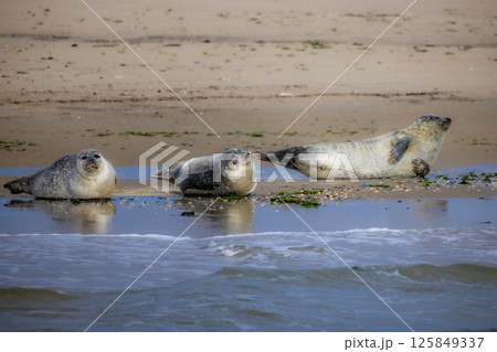 Eierland, De Cocksdorp, Texel, The Netherlands, Oktober 28th, 2024, Seals Are Relaxing Comfortably 125849337