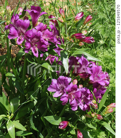 春の花 アルストロメリア 春の花 アルストロメリア 125849570