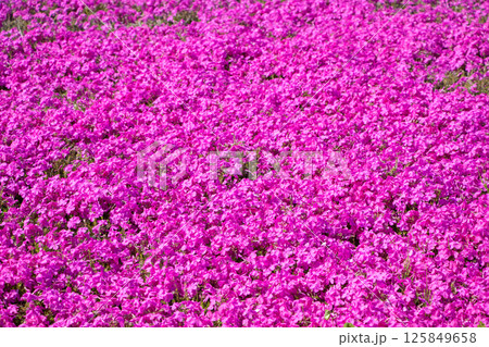 芝桜 芝桜 125849658