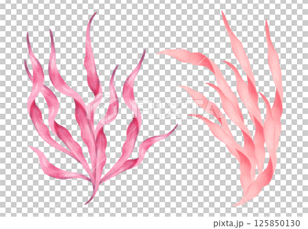 Peach, pink seaweed branch. Watercolor illustration. Hand drawn isolated elements. Natural form of marine flora. Clip art of ocean botanical underwater plants for marine style design, tourism. 125850130