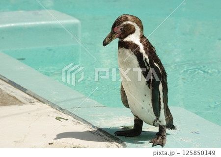 フンボルトペンギン 125850149