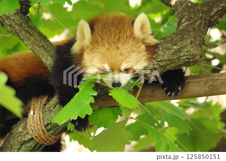 木の上のレッサーパンダ 125850151