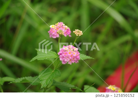 ランタナの花 ランタナの花 125850152