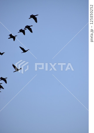 大空を舞う海鳥を映した背景素材 125850252