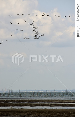 大空を舞う海鳥を映した背景素材 125850257
