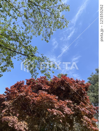 仏歯寺 赤い葉 モミジの葉 125850262
