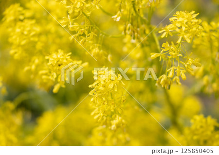 ホソバタイセイ 125850405