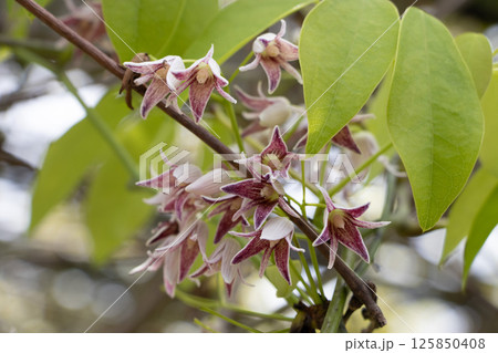 ムベの花 125850408