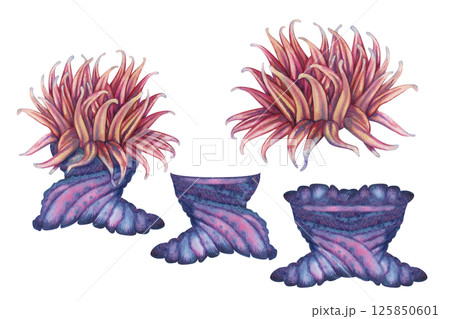 Set of sea anemone parts, home for clownfish. Watercolor sea anemone with bright blue red tentacles in realistic style on white background for marine design, snorkeling, diving, books, art, textile. 125850601