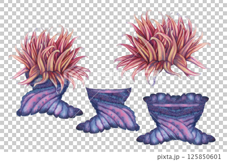 Set of sea anemone parts, home for clownfish. Watercolor sea anemone with bright blue red tentacles in realistic style on white background for marine design, snorkeling, diving, books, art, textile. 125850601