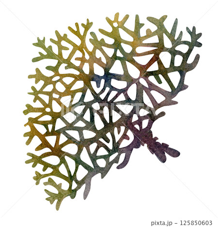 Fire coral, inhabitant of coral reefs. Watercolor illustration of multicolored reticulated fire coral isolated on white background for marine design, snorkeling, diving, book, art, craft, textile. 125850603