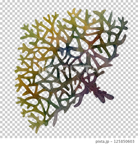 Fire coral, inhabitant of coral reefs. Watercolor illustration of multicolored reticulated fire coral isolated on white background for marine design, snorkeling, diving, book, art, craft, textile. 125850603