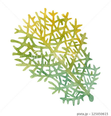 Fire coral, inhabitant of coral reefs. Watercolor illustration of multicolored reticulated fire coral isolated on white background for marine design, snorkeling, diving, book, art, craft, textile. Fire coral, inhabitant of coral reefs. Watercolor illustration of multicolored reticulated fire coral isolated on white background for marine design, snorkeling, diving, book, art, craft, textile. 125850615