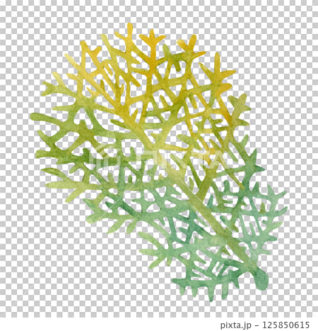 Fire coral, inhabitant of coral reefs. Watercolor illustration of multicolored reticulated fire coral isolated on white background for marine design, snorkeling, diving, book, art, craft, textile. Fire coral, inhabitant of coral reefs. Watercolor illustration of multicolored reticulated fire coral isolated on white background for marine design, snorkeling, diving, book, art, craft, textile. 125850615