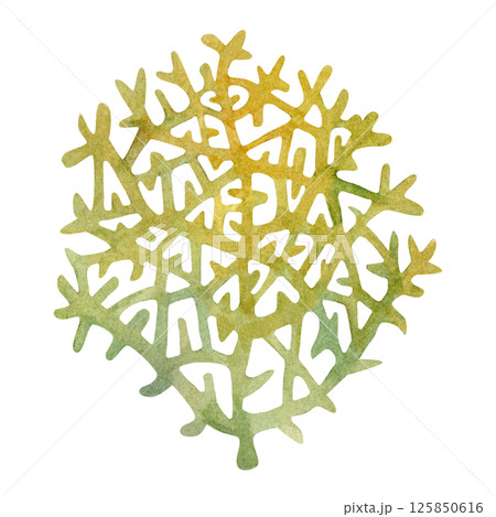Fire coral, inhabitant of coral reefs. Watercolor illustration of multicolored reticulated fire coral isolated on white background for marine design, snorkeling, diving, book, art, craft, textile. 125850616