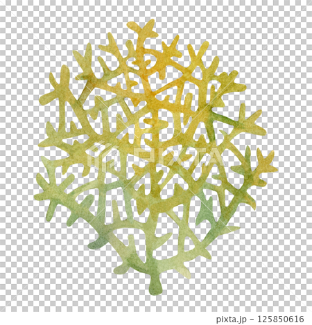 Fire coral, inhabitant of coral reefs. Watercolor illustration of multicolored reticulated fire coral isolated on white background for marine design, snorkeling, diving, book, art, craft, textile. 125850616
