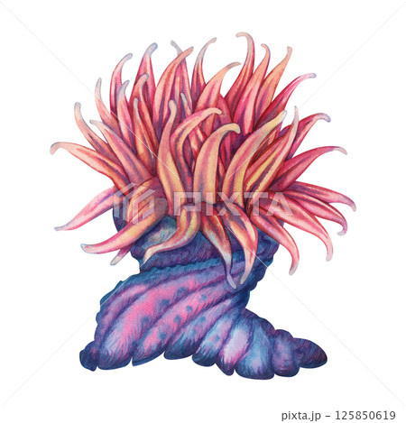 Sea anemones are a common home for clownfish. Watercolor sea anemone with bright blue red tentacles in realistic style on white background for marine design, snorkeling, diving, books, art, textile. 125850619