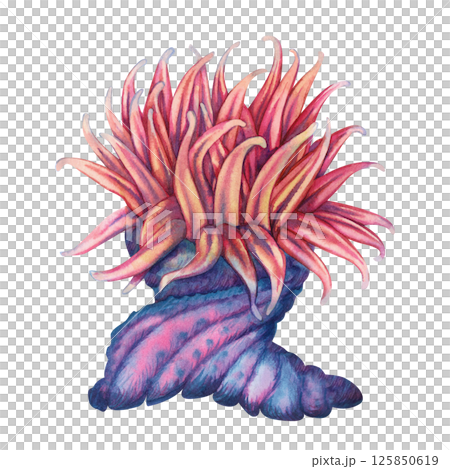 Sea anemones are a common home for clownfish. Watercolor sea anemone with bright blue red tentacles in realistic style on white background for marine design, snorkeling, diving, books, art, textile. 125850619