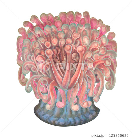 Sea anemones are a common home for clownfish. Watercolor sea anemone with bright blue red tentacles in realistic style on white background for marine design, snorkeling, diving, books, art, textile. 125850623