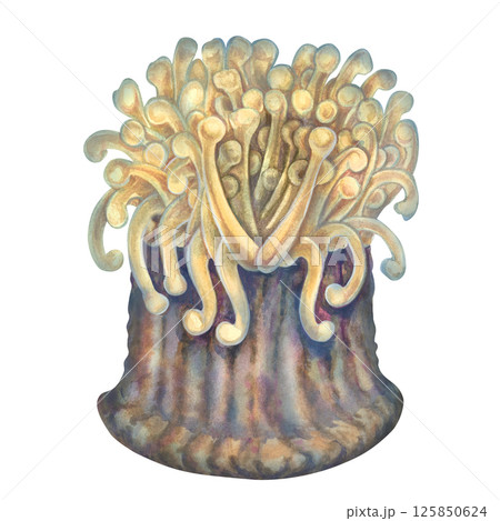 Sea anemones are a common home for clown fish. Watercolor sea anemone with beige tentacles, brown soles in realistic style on white background for marine design, snorkeling, diving, book, art, textile 125850624