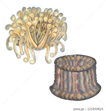 Two parts of sea anemones, a habitat of clown fish. Watercolor sea anemone with beige tentacles, brown soles isolated on white background for marine design, snorkeling, diving, books, textiles. 125850625