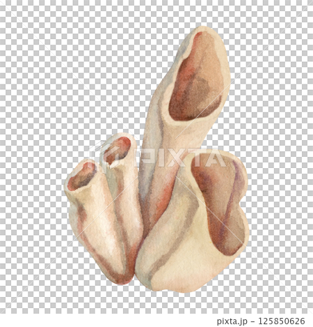 Underwater sea sponges - siphon living on coral reefs. Watercolor illustration of tube sponge in beige tones isolated on white background for marine design, scuba diving, book, art, craft, textile. 125850626