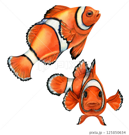 Two vibrant orange clownfish with white stripes, black outlines. Watercolor illustration in realistic style isolated on white background for sea design, snorkeling, diving, book, art, craft, textile. 125850634