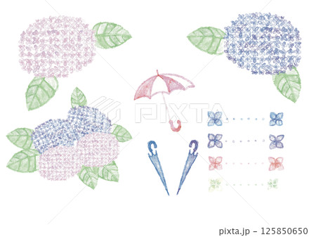 梅雨の紫陽花 125850650