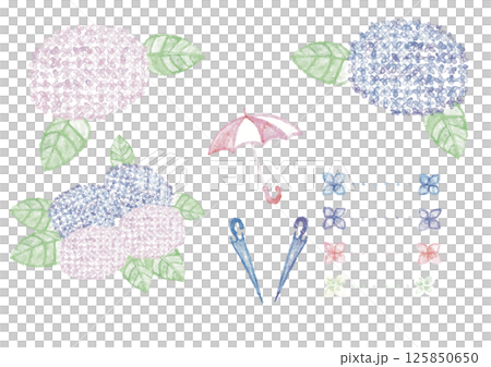 梅雨の紫陽花 125850650