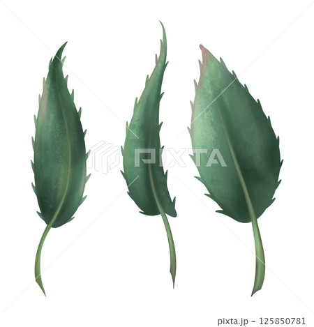 Dark green rose leaves with thorns. Romantic flowering plant in Gothic style. Retro botanical decor. Handmade isolated illustration on a white background. For design and decorating Dark green rose leaves with thorns. Romantic flowering plant in Gothic style. Retro botanical decor. Handmade isolated illustration on a white background. For design and decorating 125850781