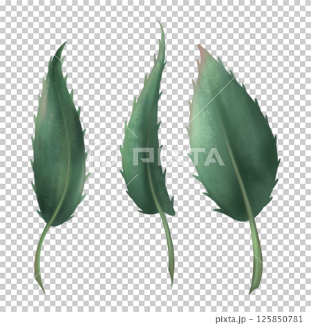Dark green rose leaves with thorns. Romantic flowering plant in Gothic style. Retro botanical decor. Handmade isolated illustration on a white background. For design and decorating Dark green rose leaves with thorns. Romantic flowering plant in Gothic style. Retro botanical decor. Handmade isolated illustration on a white background. For design and decorating 125850781